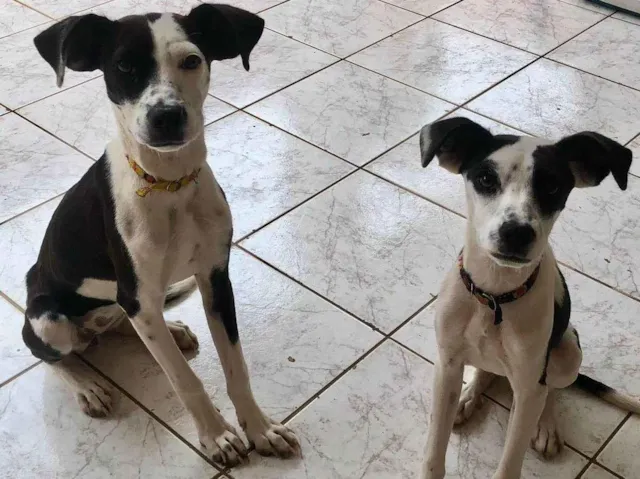 Cachorro raça SRD-ViraLata idade 2 a 6 meses nome Charlie e Lola