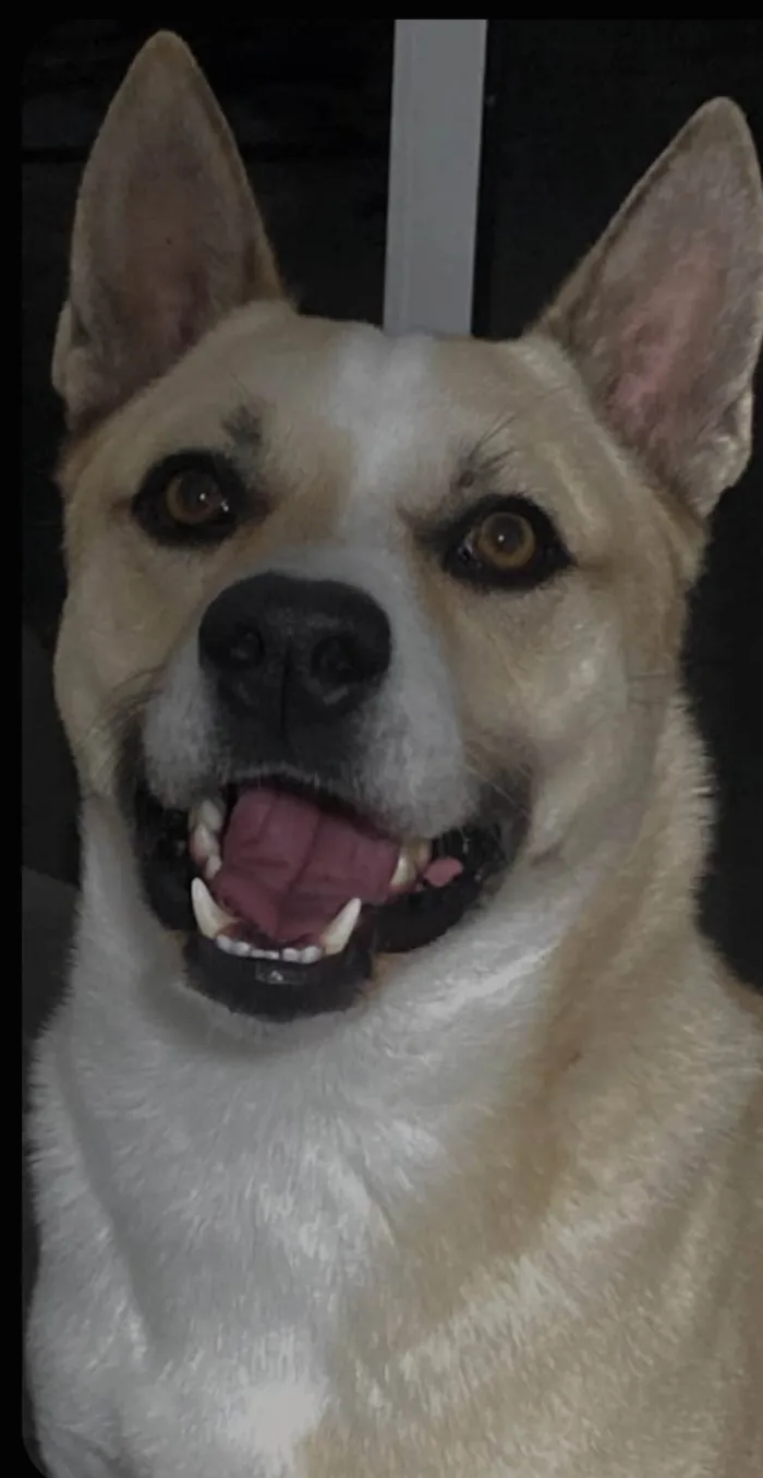 Cachorro ra a SRD-ViraLata idade 3 anos nome Rico