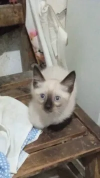 Gato raça Siamês idade 2 a 6 meses nome Gato 1