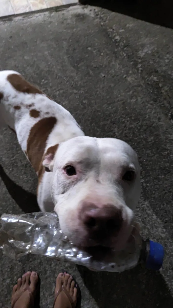 Cachorro ra a Pit-Bull idade 1 ano nome Léo 