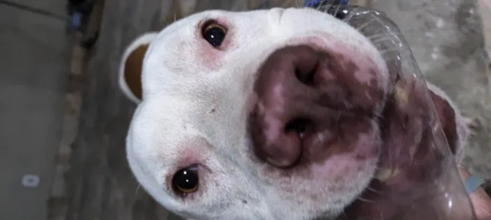 Cachorro ra a Pit-Bull idade 1 ano nome Léo 