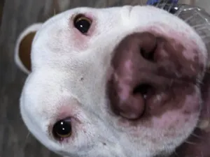 Cachorro raça Pit-Bull idade 1 ano nome Léo 
