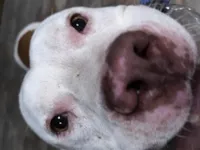 Cachorro raça Pit-Bull idade 1 ano nome Léo 