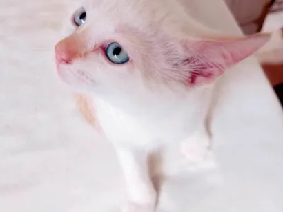 Gato raça SRD-ViraLata idade 2 a 6 meses nome Sem nome 