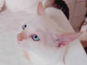 Gato raça SRD-ViraLata idade 2 a 6 meses nome Sem nome 