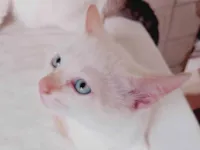 Gato raça SRD-ViraLata idade 2 a 6 meses nome Sem nome 