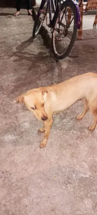 Cachorro raça SRD-ViraLata idade 1 ano nome Manuela