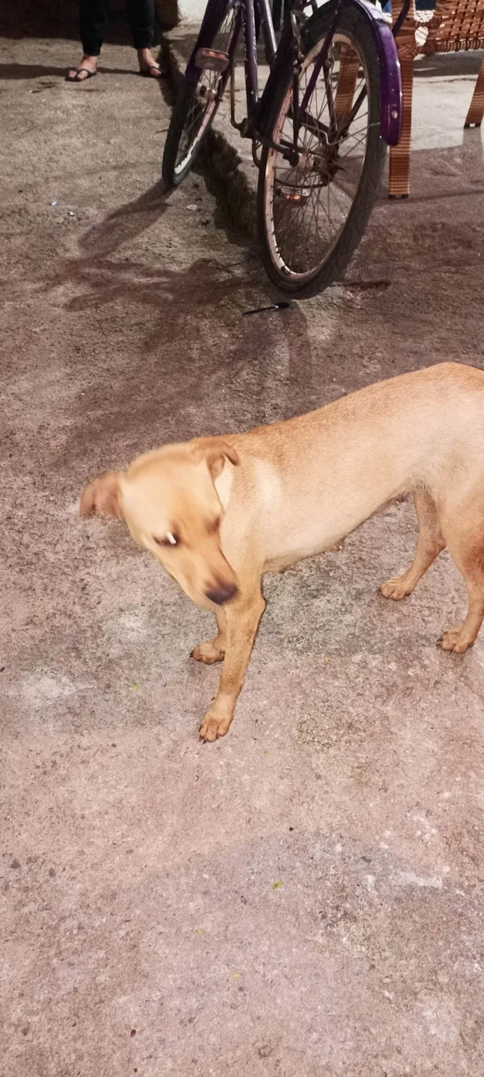 Cachorro ra a SRD-ViraLata idade 1 ano nome Manuela