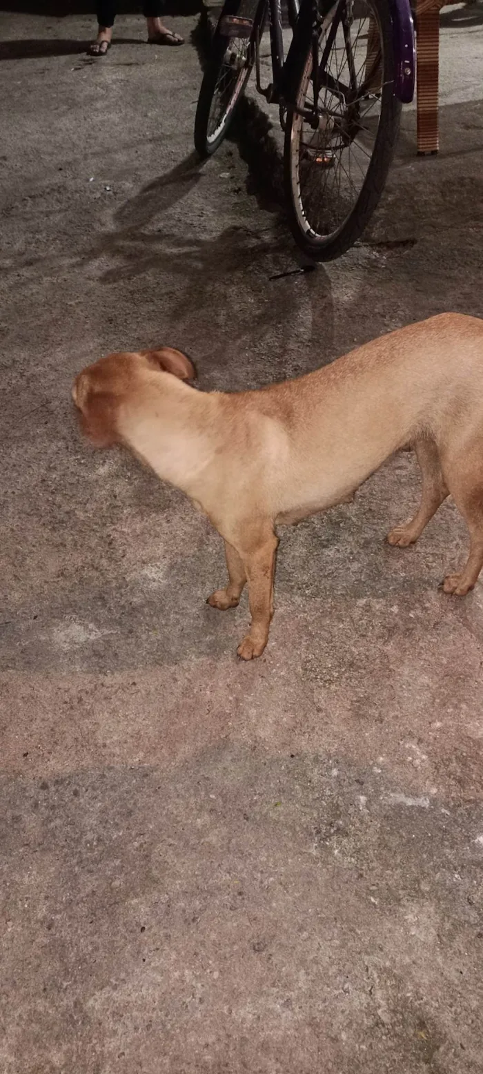Cachorro ra a SRD-ViraLata idade 1 ano nome Manuela