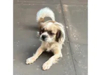 Cachorro raça SRD-ViraLata idade 3 anos nome Paçoca 