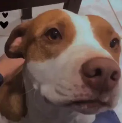 Cachorro ra a Pit-Bull idade 6 ou mais anos nome Pandora
