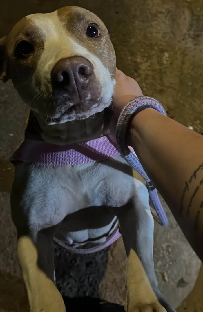 Cachorro ra a Pit-Bull idade 6 ou mais anos nome Pandora