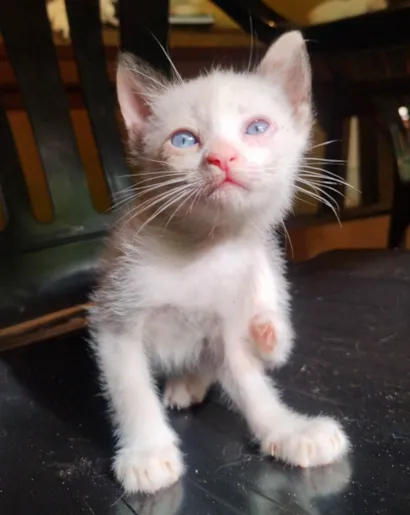 Gato ra a SRD-ViraLata idade Abaixo de 2 meses nome Sem nome