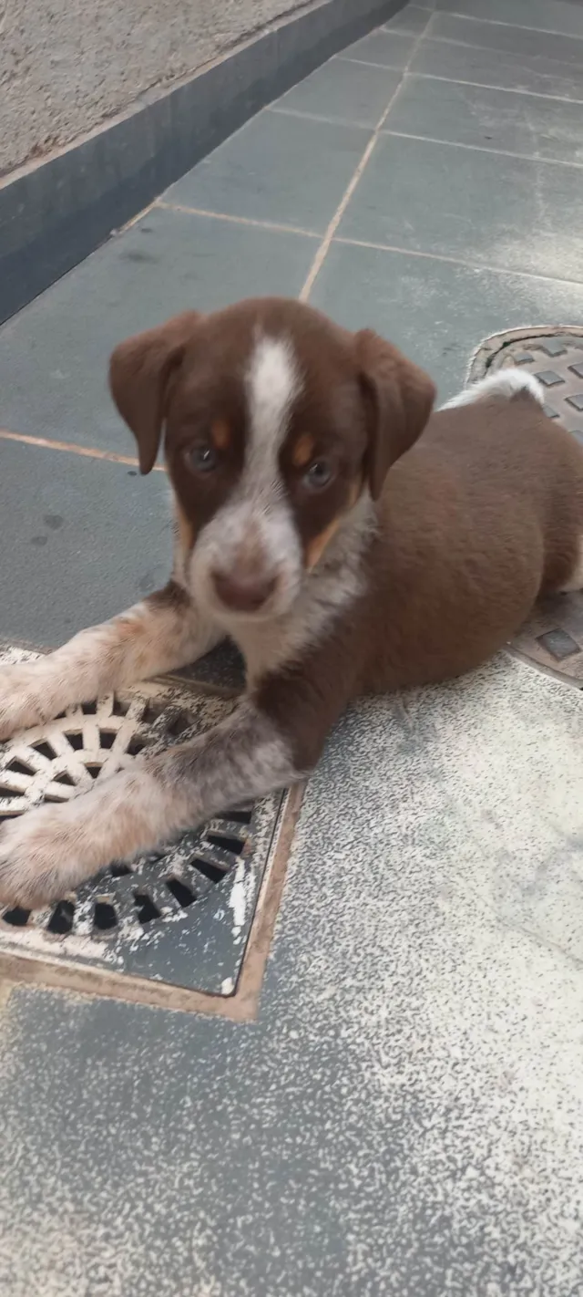 Cachorro ra a SRD-ViraLata idade Abaixo de 2 meses nome Loren