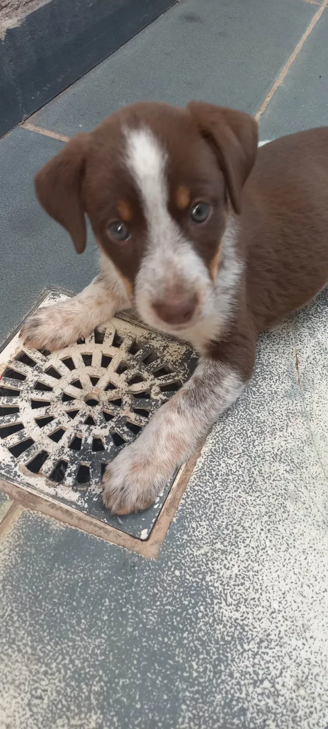 Cachorro ra a SRD-ViraLata idade Abaixo de 2 meses nome Loren