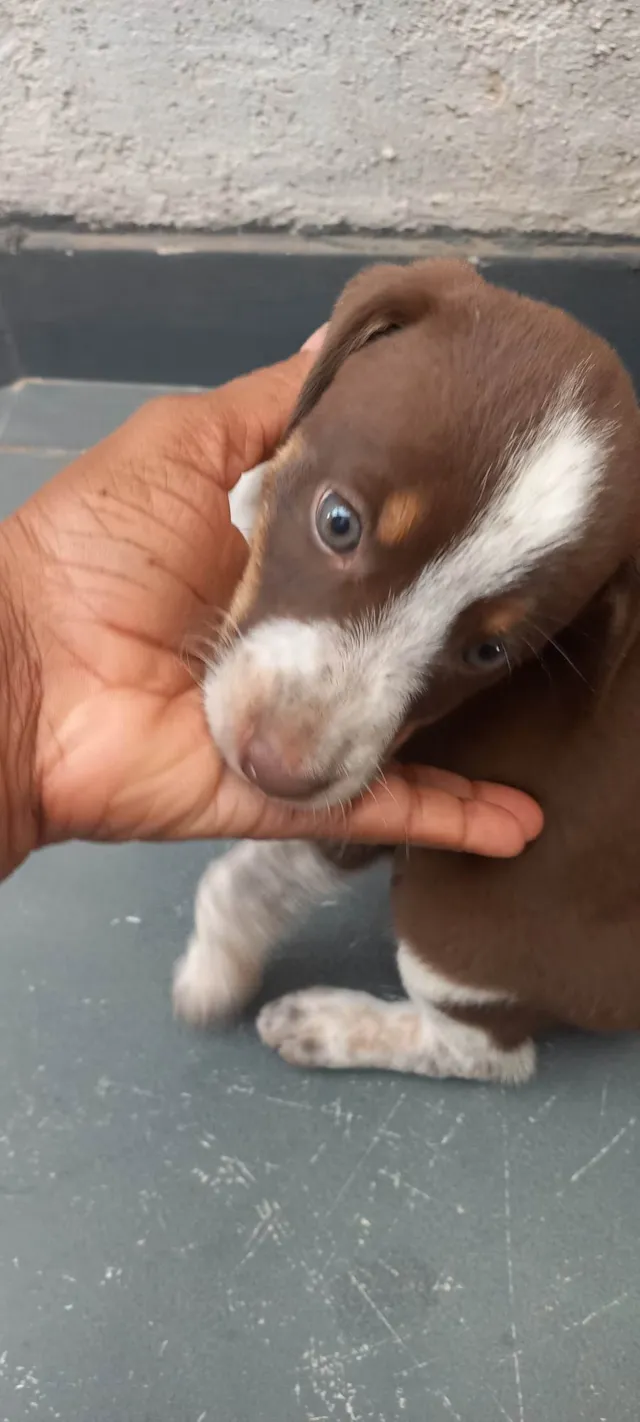Cachorro ra a SRD-ViraLata idade Abaixo de 2 meses nome Loren