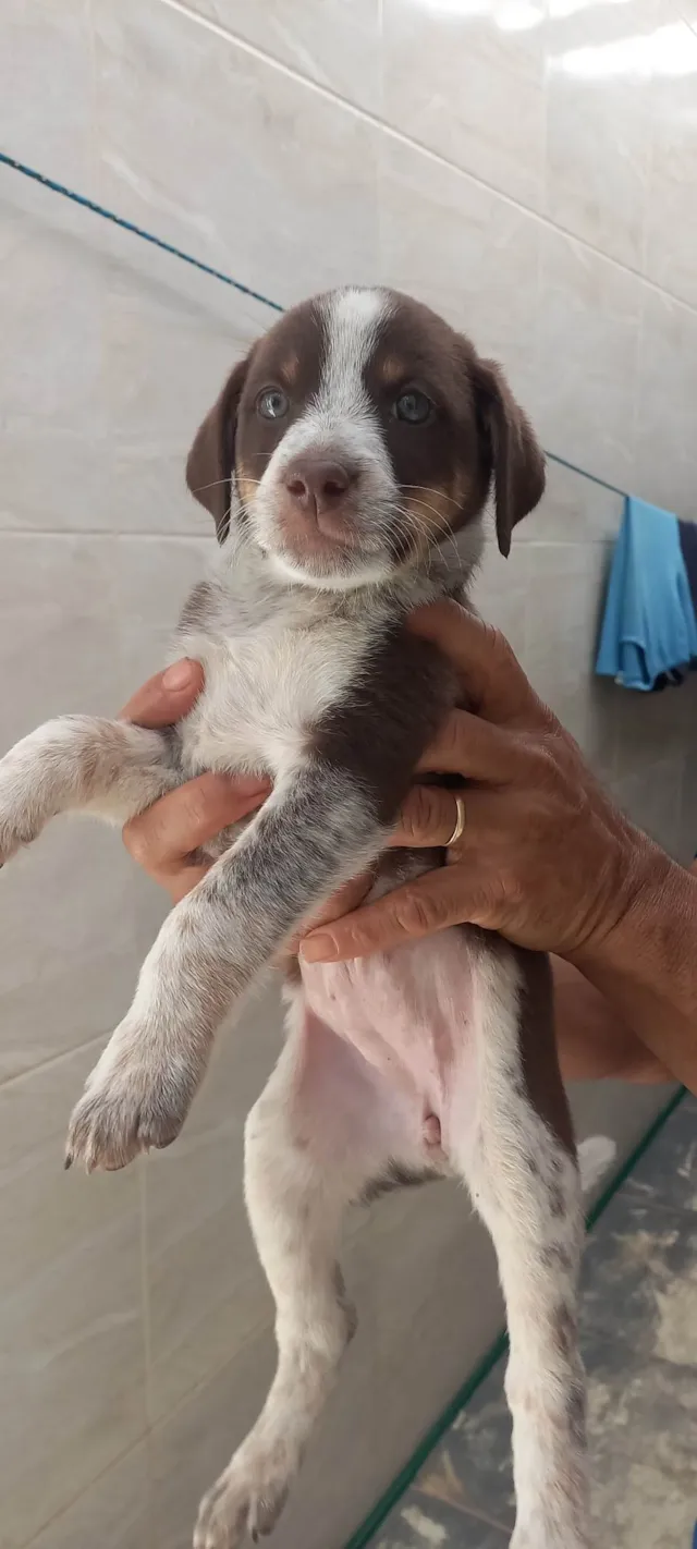 Cachorro ra a SRD-ViraLata idade Abaixo de 2 meses nome Loren