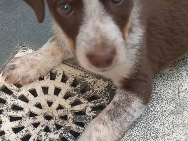 Cachorro ra a SRD-ViraLata idade Abaixo de 2 meses nome Loren