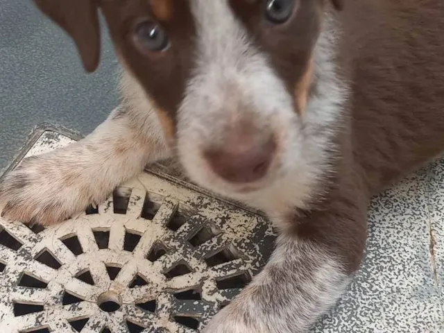 Cachorro ra a SRD-ViraLata idade Abaixo de 2 meses nome Loren