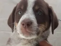 Cachorro raça SRD-ViraLata idade Abaixo de 2 meses nome Loren