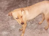Cachorro raça SRD-ViraLata idade 1 ano nome Manuela