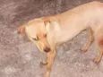 Cachorro raça SRD-ViraLata idade 1 ano nome Manuela