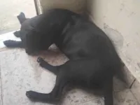 Cachorro raça SRD-ViraLata idade 1 ano nome Maria luiza