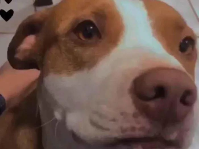 Cachorro ra a Pit-Bull idade 6 ou mais anos nome Pandora