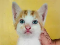 Gato ra a SRD-ViraLata idade Abaixo de 2 meses nome Sem nome