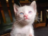 Gato ra a SRD-ViraLata idade Abaixo de 2 meses nome Sem nome
