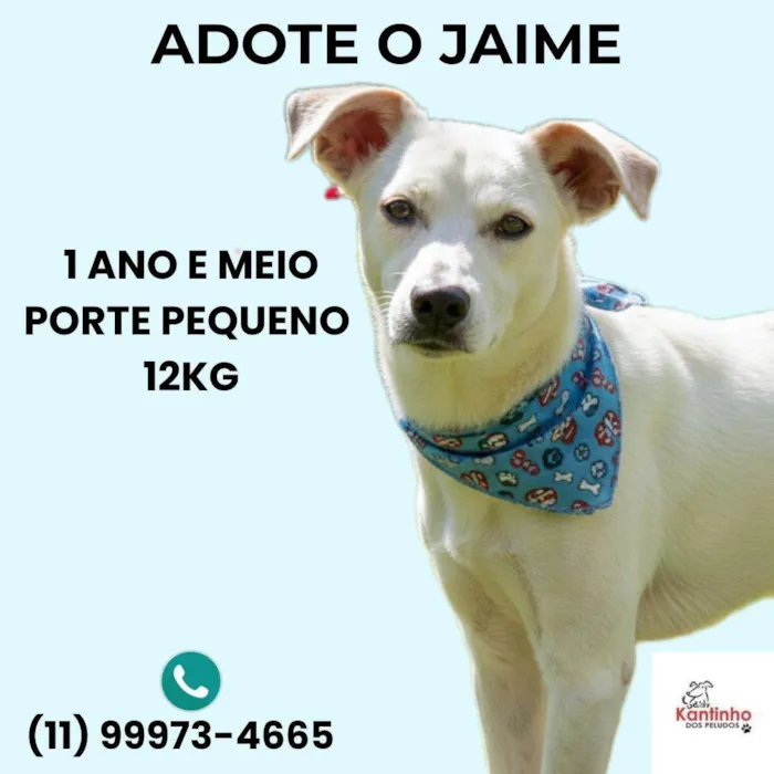 Cachorro ra a SRD-ViraLata idade 1 ano nome Jaime