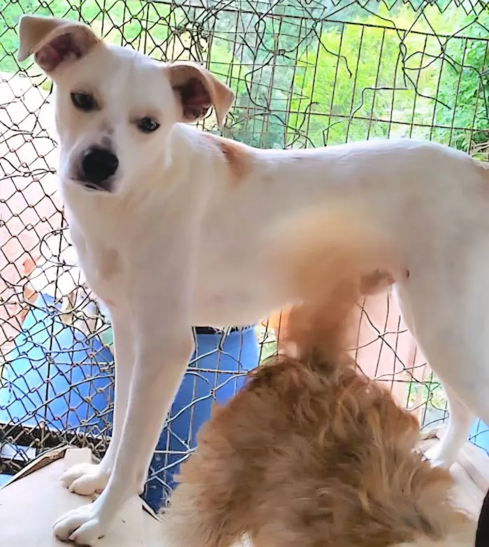 Cachorro ra a SRD-ViraLata idade 1 ano nome Jaime