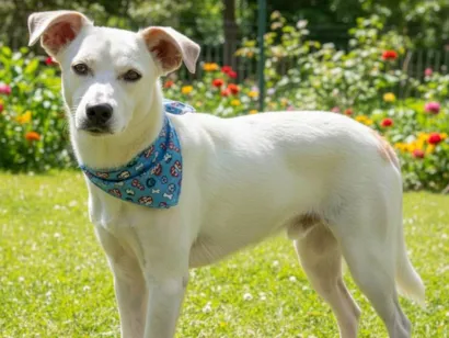 Cachorro raça SRD-ViraLata idade 1 ano nome Jaime