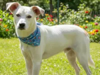 Cachorro ra a SRD-ViraLata idade 1 ano nome Jaime