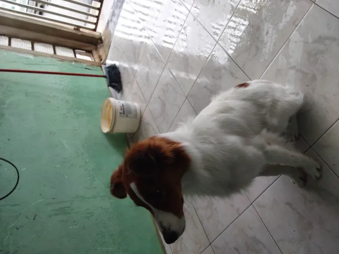 Cachorro raça SRD-ViraLata idade 7 a 11 meses nome Thor