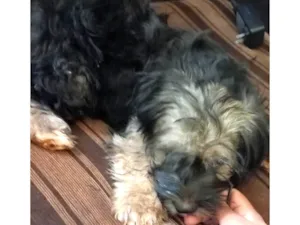 Cachorro raça Lhasa Apso idade 2 a 6 meses nome Loli