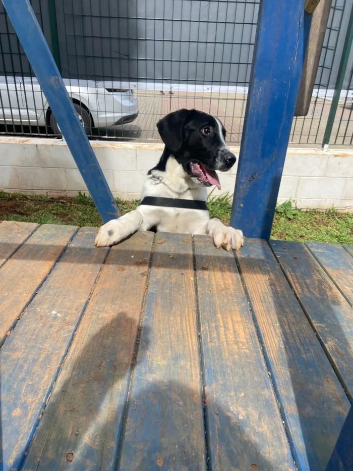 Cachorro ra a SRD-ViraLata idade 2 a 6 meses nome Romero