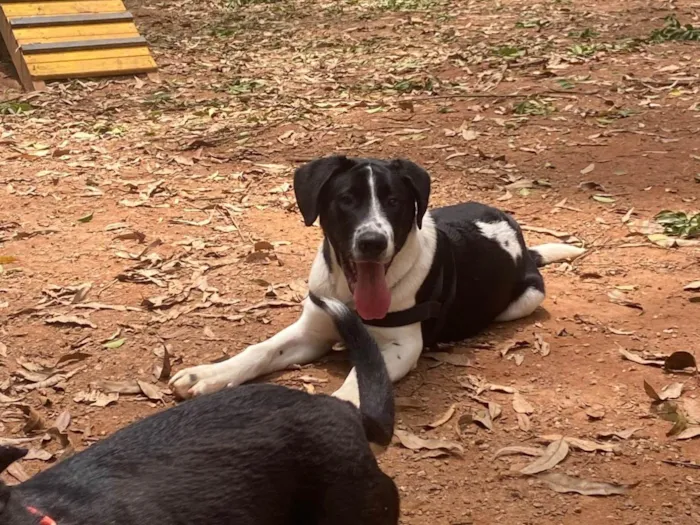 Cachorro ra a SRD-ViraLata idade 2 a 6 meses nome Romero