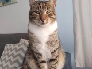 Gato raça SRD-ViraLata idade 4 anos nome Simba