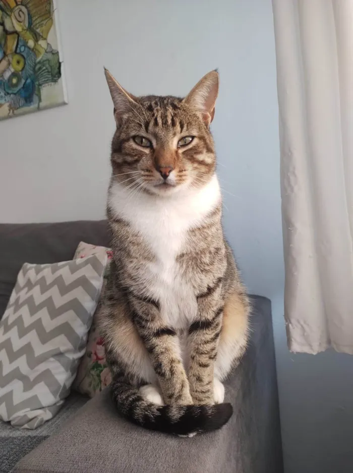 Gato ra a SRD-ViraLata idade 4 anos nome Simba