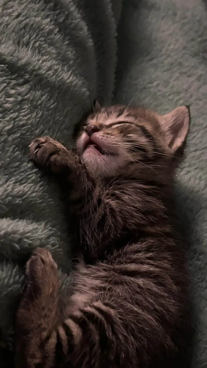 Gato ra a SRD-ViraLata idade Abaixo de 2 meses nome Charlotte