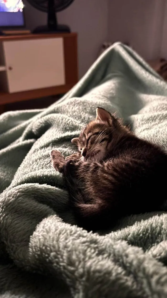 Gato ra a SRD-ViraLata idade Abaixo de 2 meses nome Charlotte