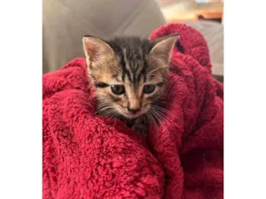 Gato raça SRD-ViraLata idade Abaixo de 2 meses nome Charlotte