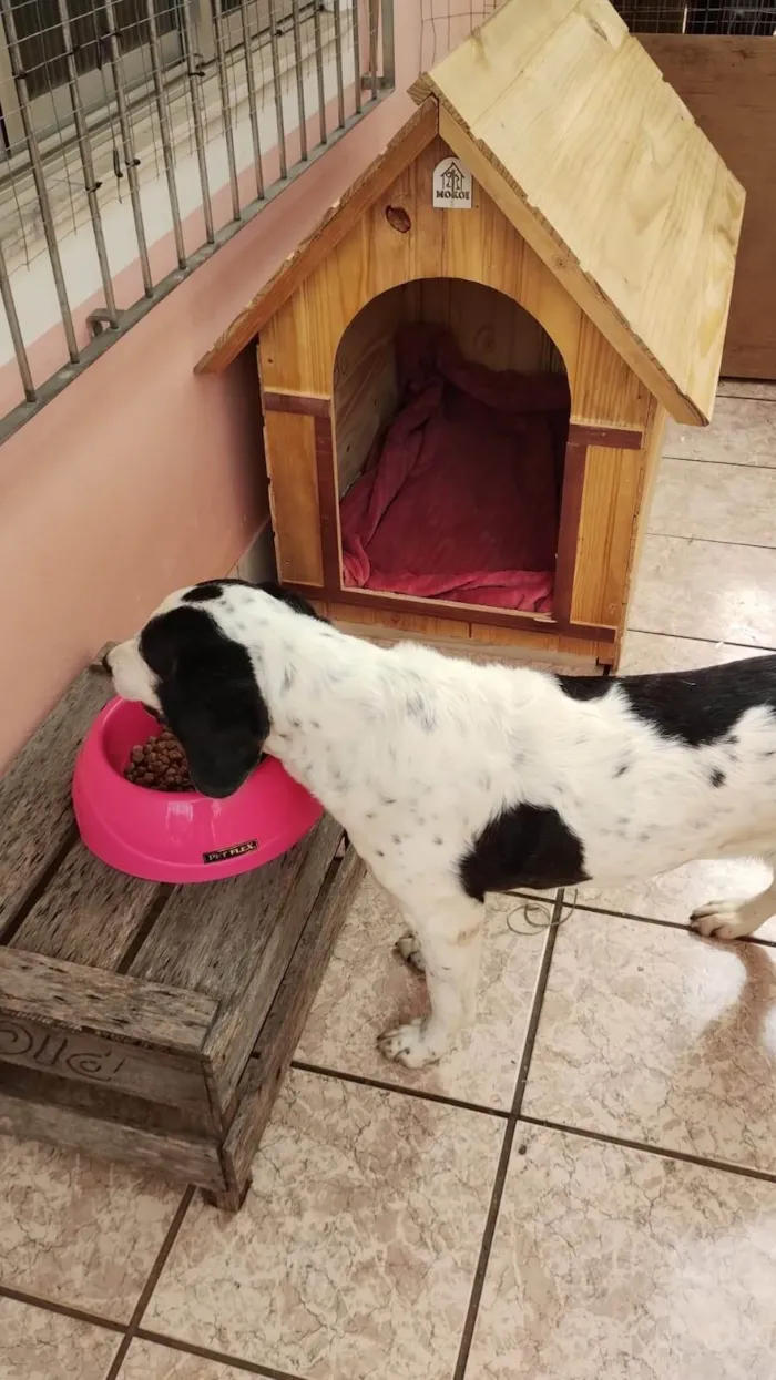 Cachorro ra a SRD-ViraLata idade 6 ou mais anos nome Brenda