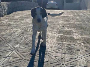 Cachorro raça SRD-ViraLata idade 6 ou mais anos nome Brenda