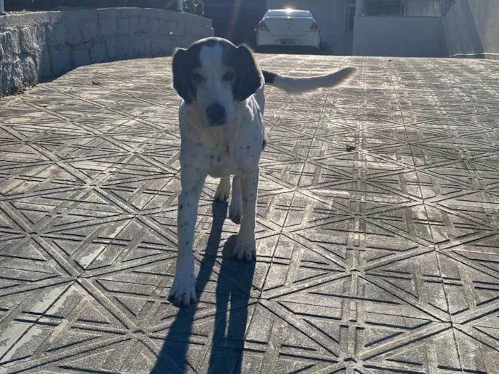 Cachorro ra a SRD-ViraLata idade 6 ou mais anos nome Brenda