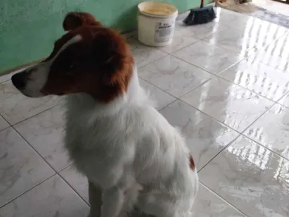 Cachorro raça SRD-ViraLata idade 7 a 11 meses nome Thor
