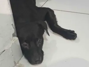 Cachorro raça SRD-ViraLata idade 2 anos nome Apollo