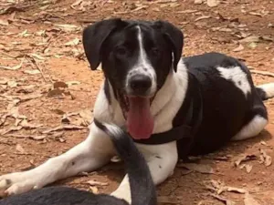 Cachorro raça SRD-ViraLata idade 2 a 6 meses nome Romero