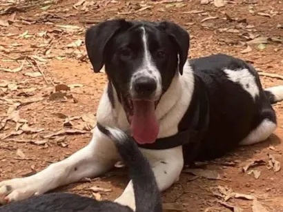 Cachorro raça SRD-ViraLata idade 2 a 6 meses nome Romero